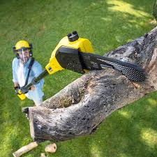 Trusted Lindenwold, NJ Tree Services Experts