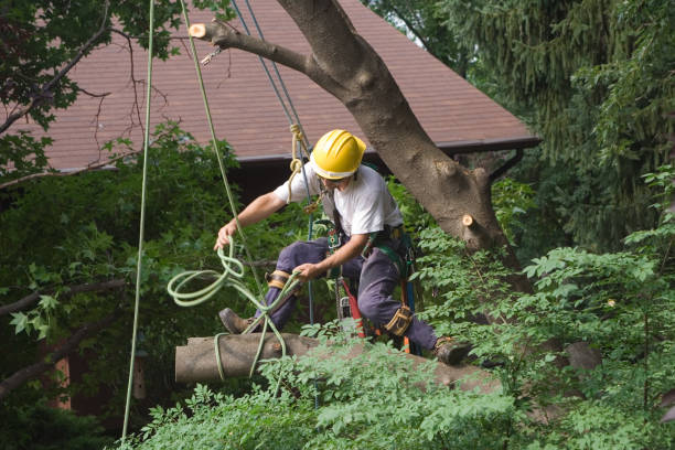 Landscape Design and Installation in Lindenwold, NJ